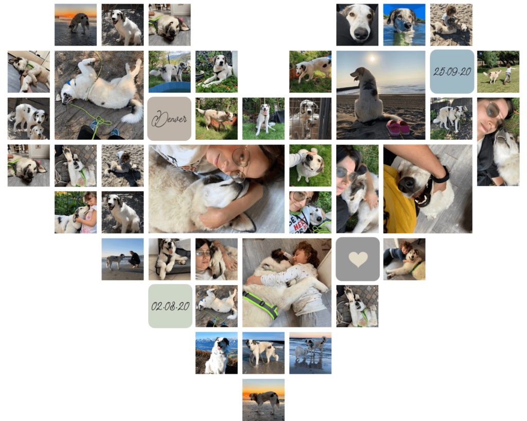 Collage mit Fotos von Silvia und ihrem Pflegehund Denver