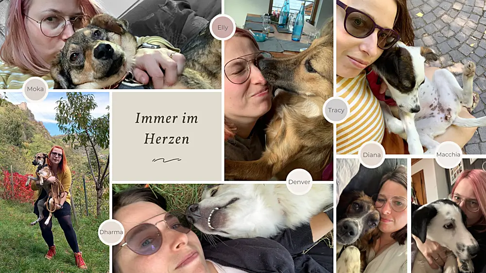 Hund adoptieren Südtirol Pflegehund Tierschutzhund