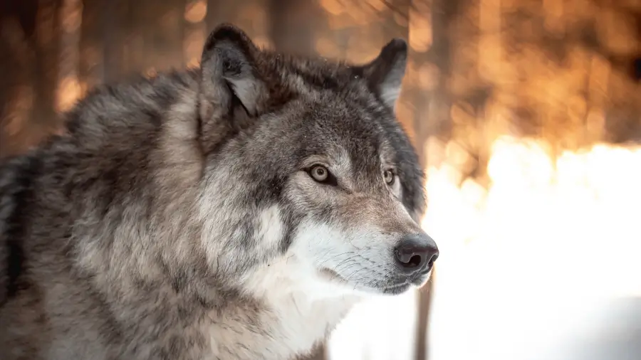 Wolf im Wald