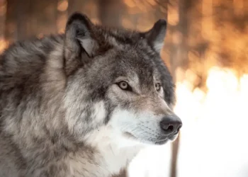 Wolf im Wald