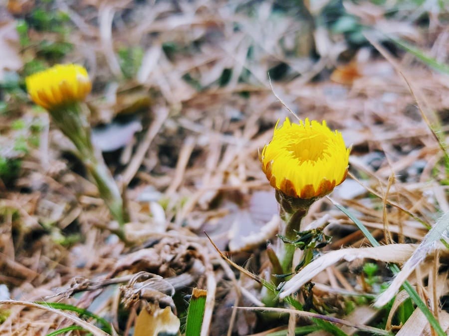 Osterblumen