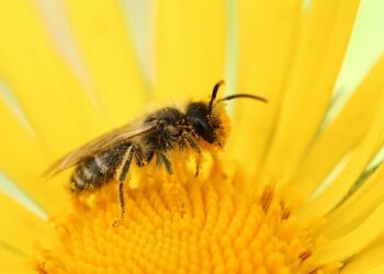 Erste Hilfe Bienenstich was tun-