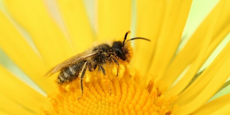 Erste Hilfe Bienenstich was tun-