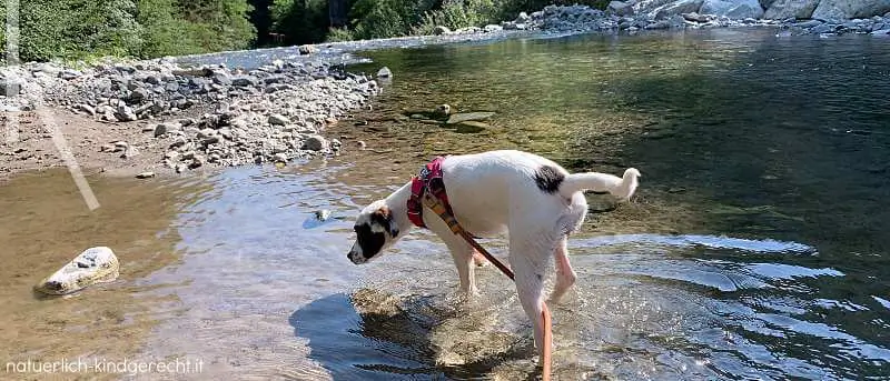 Pflegehund-in-Suedtirol-Italien