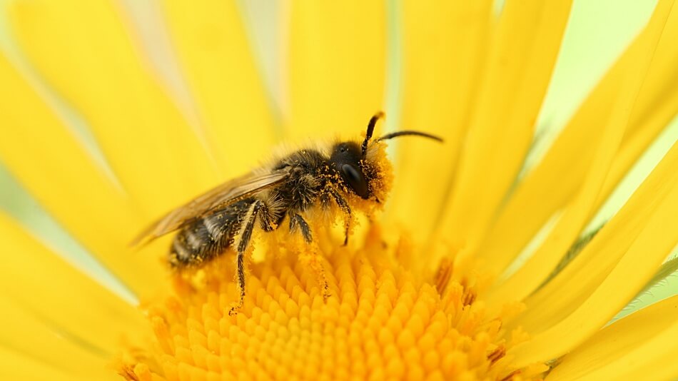 Erste Hilfe Bienenstich was tun-