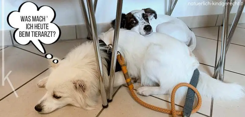 Pflegestelle-werden-Suedtirol-Tierschutz-Italien-Pflegehund